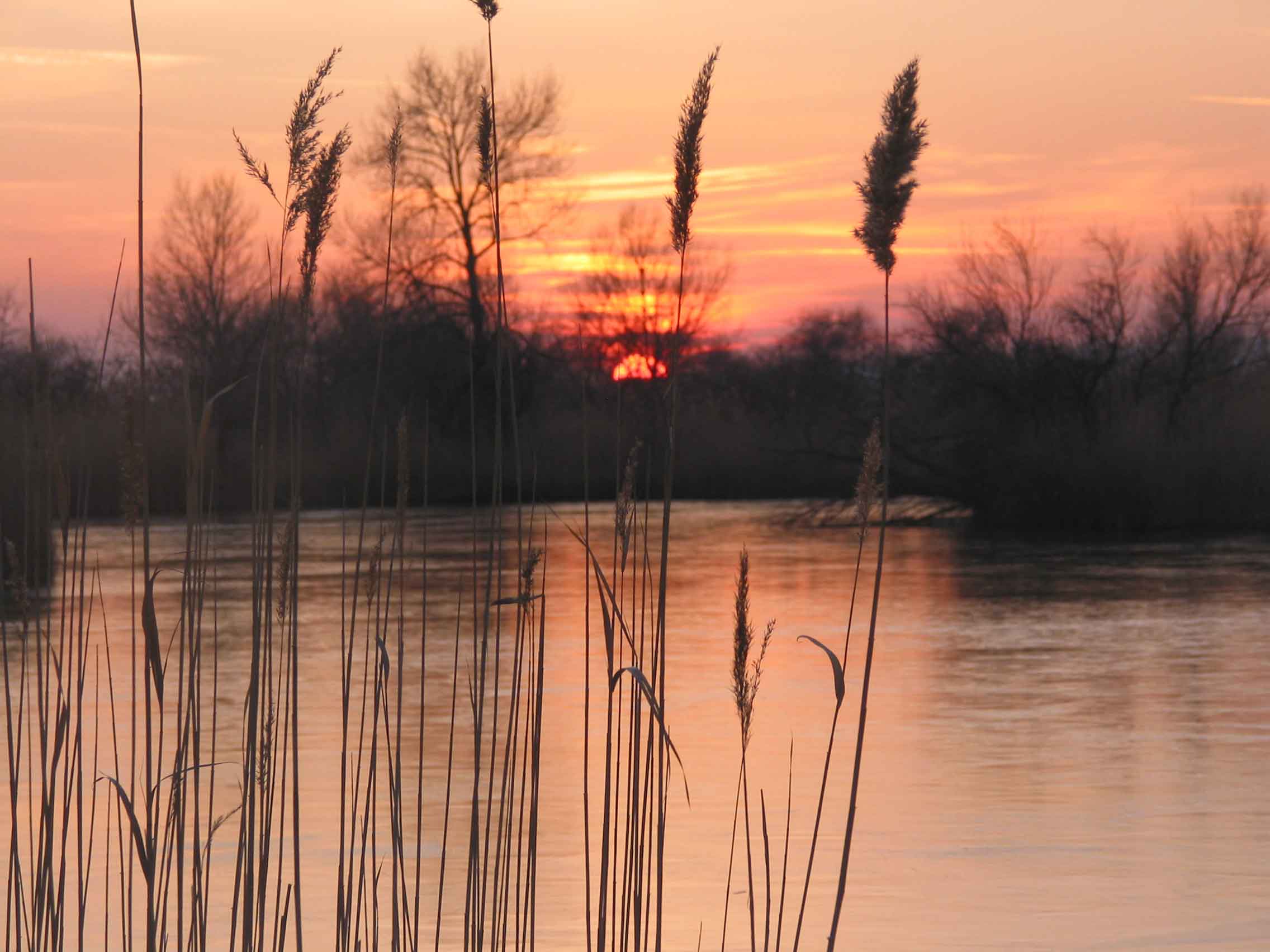 51_Sonnenuntergang_Eis_Schilf.jpg