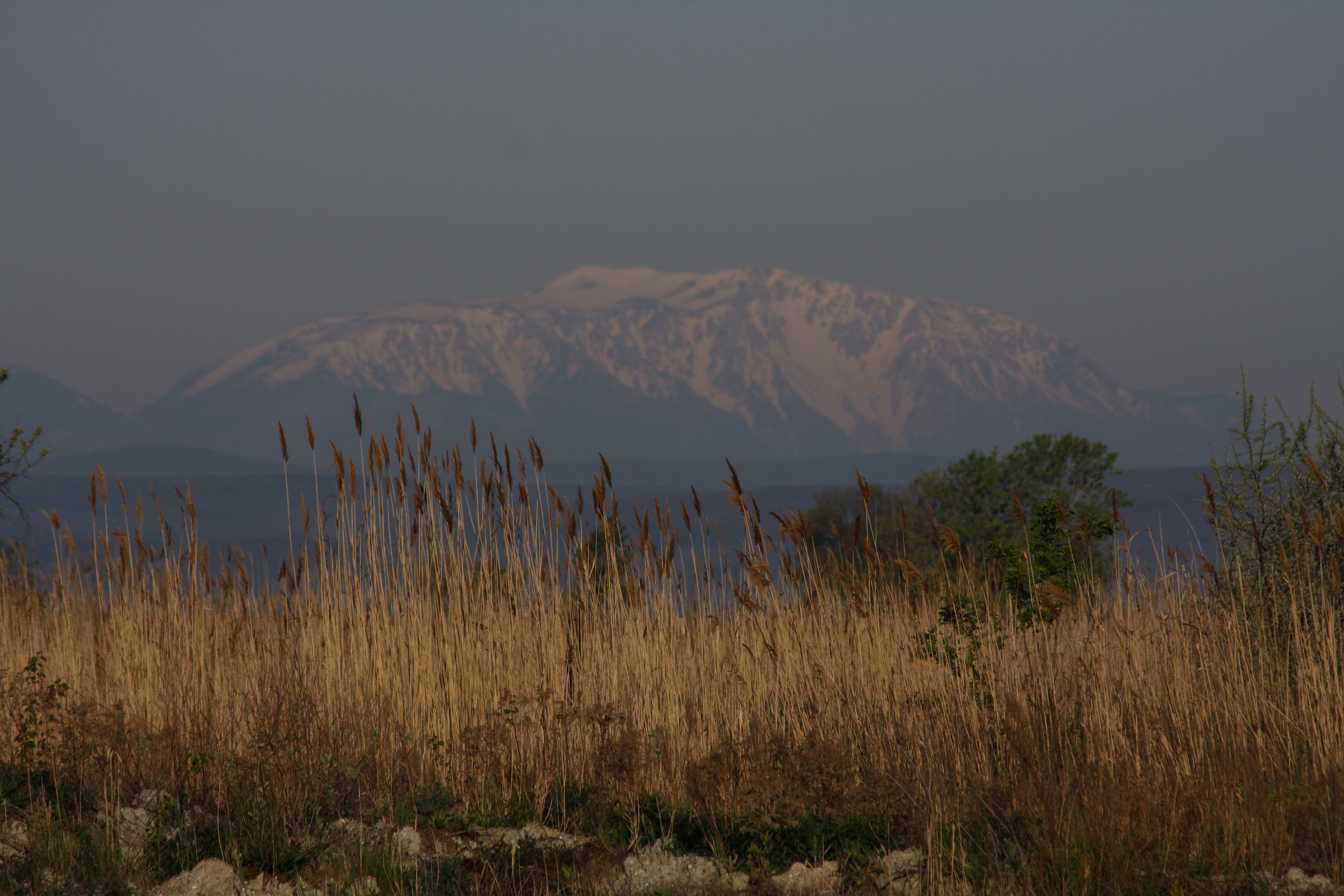 65_Schilf_Schneeberg.jpg